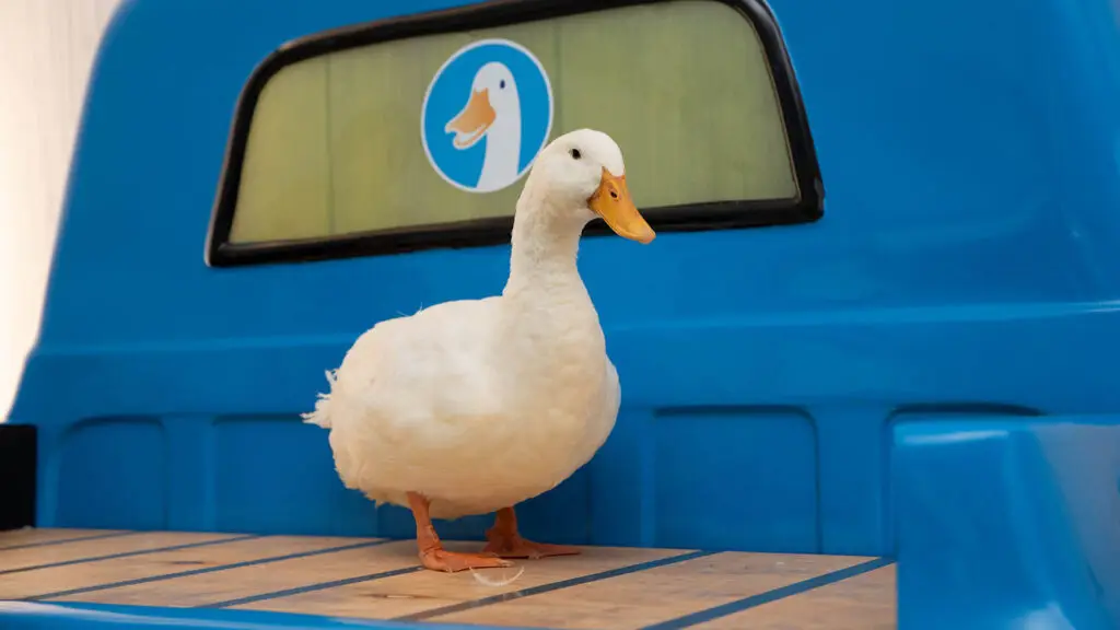 Aflac: The Duck House