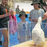 Aflac duck
