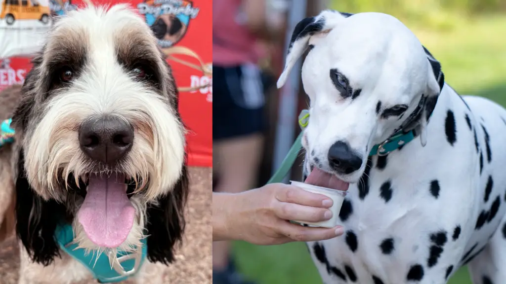 Dogsters Dog Derby