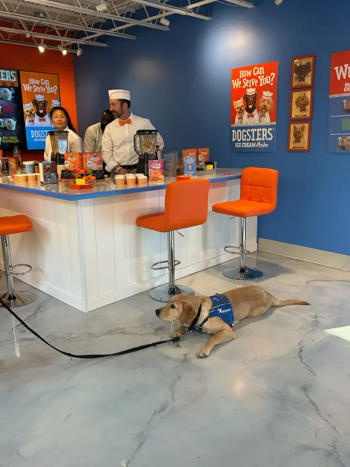 Dogsters Ice Cream Parlor — MELT case study